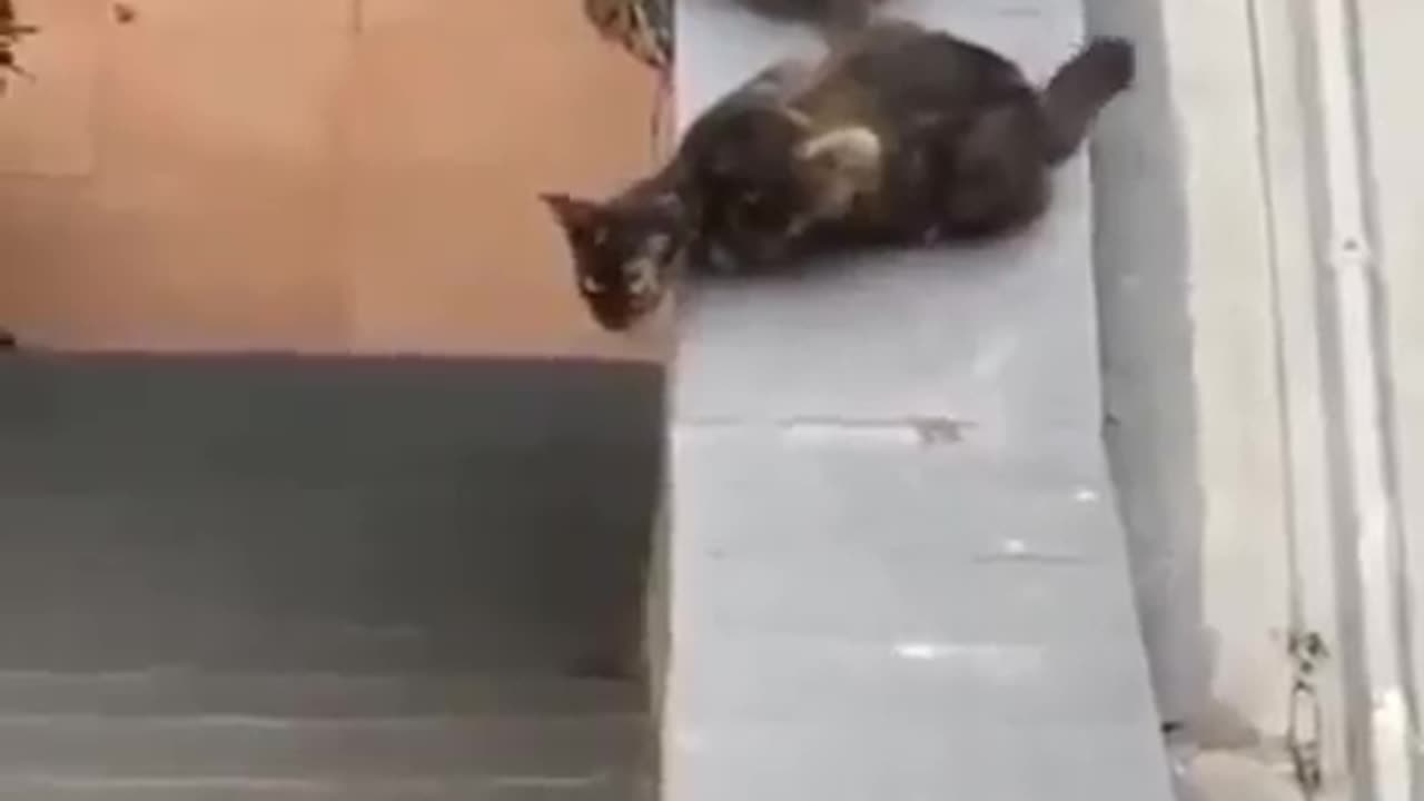 Pure Devotion No Cat Left Behind #shorts #viral #shortsvideo #video