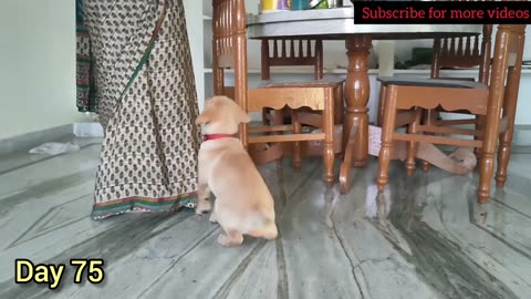 Labrador puppy training