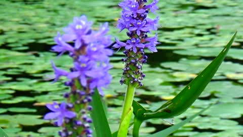 Pollination