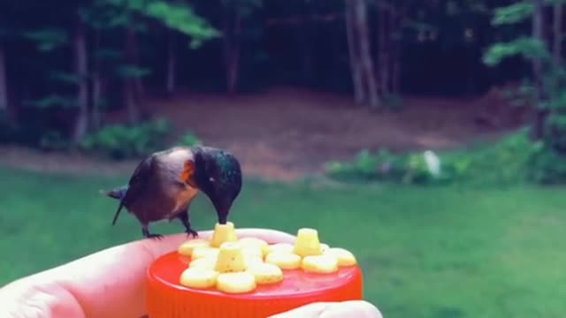 Feeding hummingbirds til I go viral.