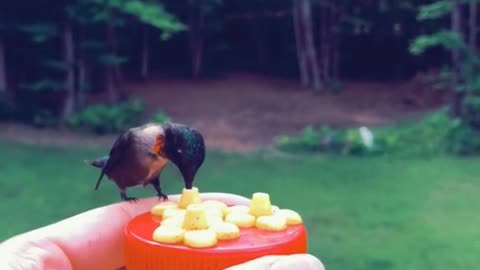 Feeding hummingbirds til I go viral.