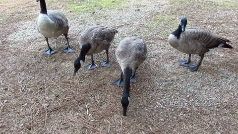 Group of geese