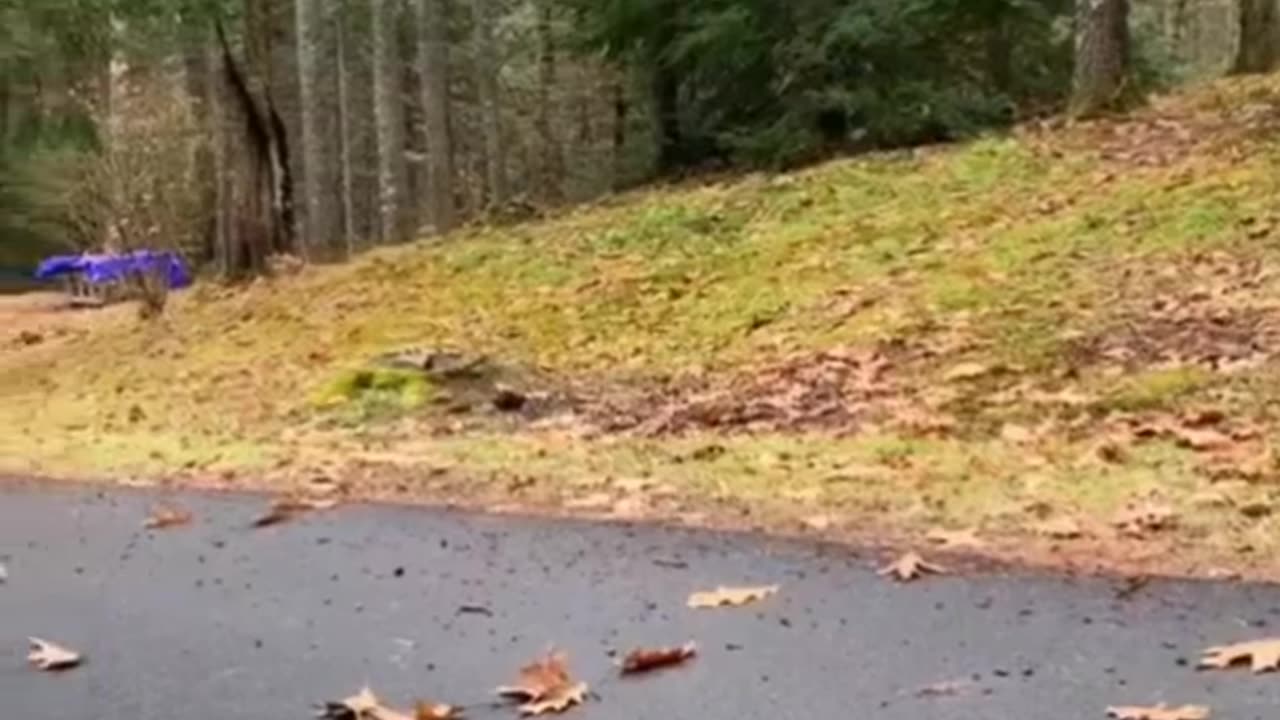 Funny animal video 😂