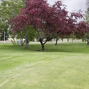 Amazing red flowers tree
