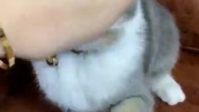 leave me 🥰😍#shorts #cat #cutecat