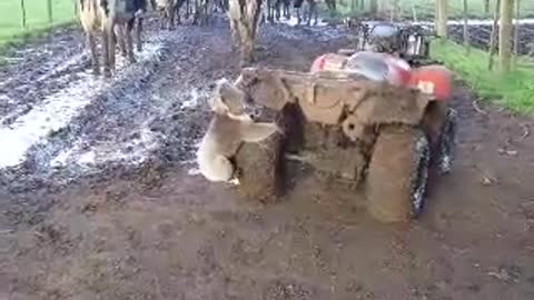 Koala chases girl riding an ATV and attacks