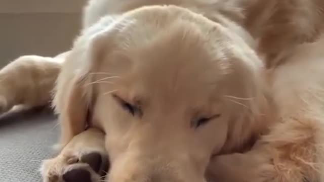 Cute Pets Funny Compilation 2022.Try Not To Laugh...