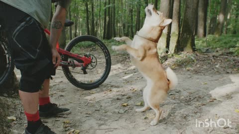 A man is traning his dog