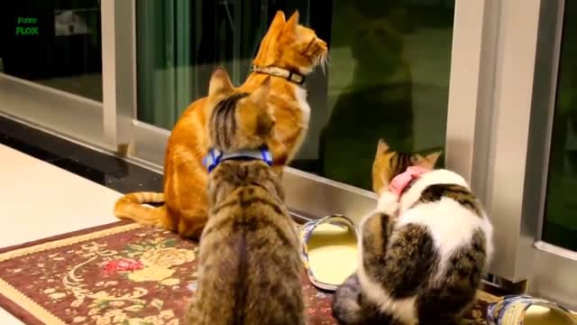 Funny Cats and Kittens Meowing Compilation