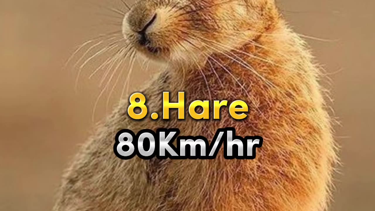 Top 10 Fastest Animals In The World 🌎