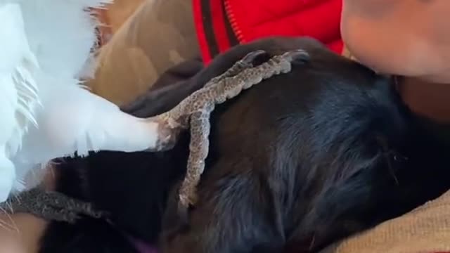 so darn cute. he's petting the pup 🥰