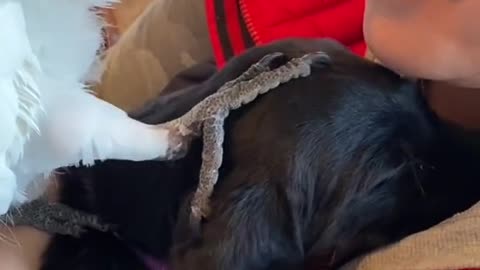 so darn cute. he's petting the pup 🥰