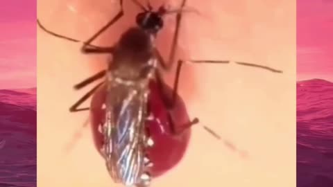 Mosquito drinking juice from a human🤣🤣