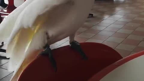 When you finally get the aux chord! 🦜🎶🌟