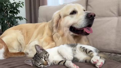 Golden Retriever and Funniest Cats You've Ever Seen!