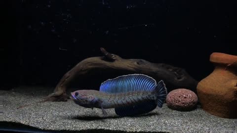 CHANNA ANDRAO FISH