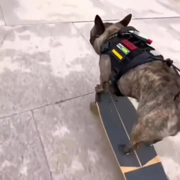 DOG SKATEBOARD 😱