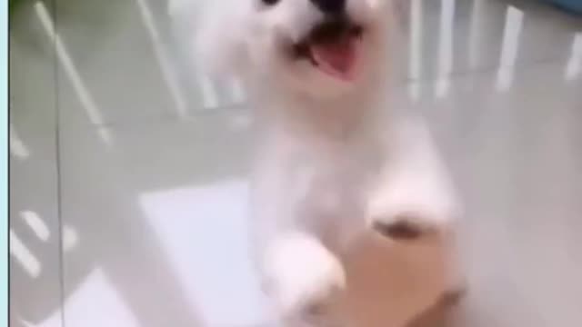 Baby Dog - Cute and Funny Dog Video | Animals
