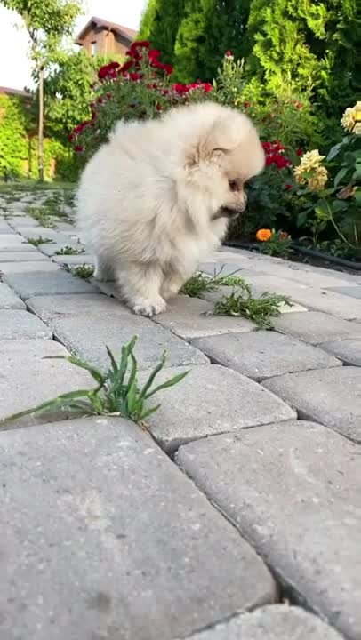 Funny cute puppy doing funny things by running backward very adorable make you laugh