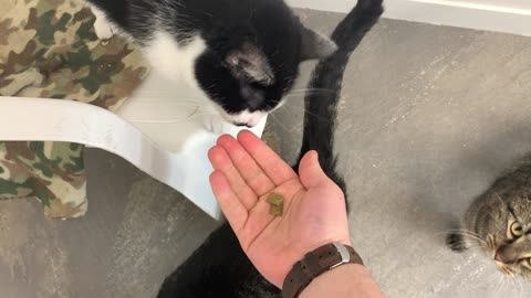 Giving Bean at the shelter some treats