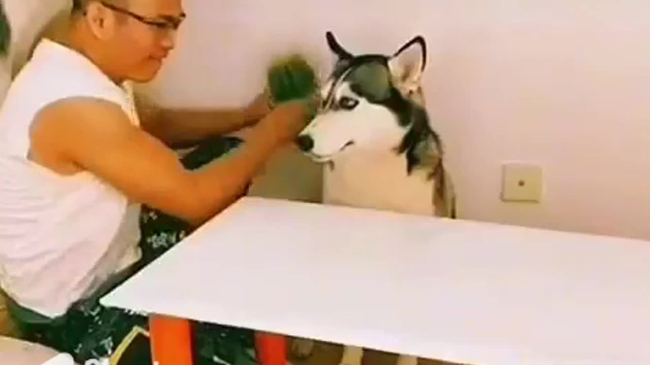 Intelligent Dog Retaliate #shorts #shortvideo #video #virals #videoviral