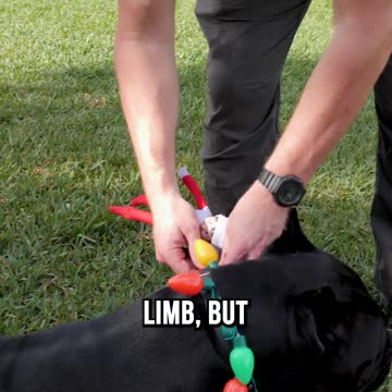 Elf on the Shelf Bull Ride