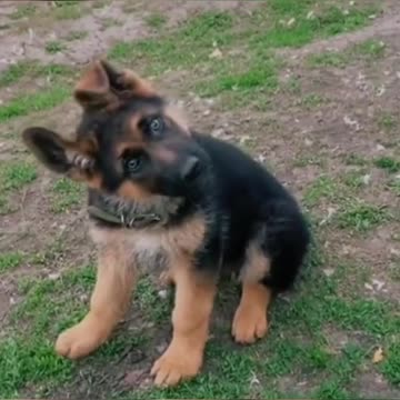 dog shaking his head
