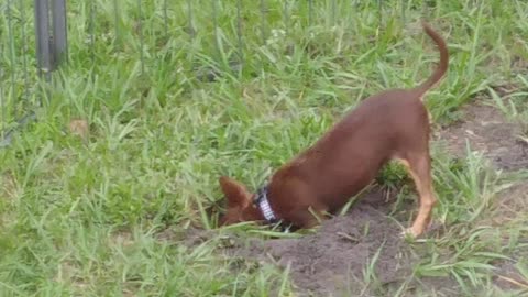 Cute tiny Chihuahua digs big hole