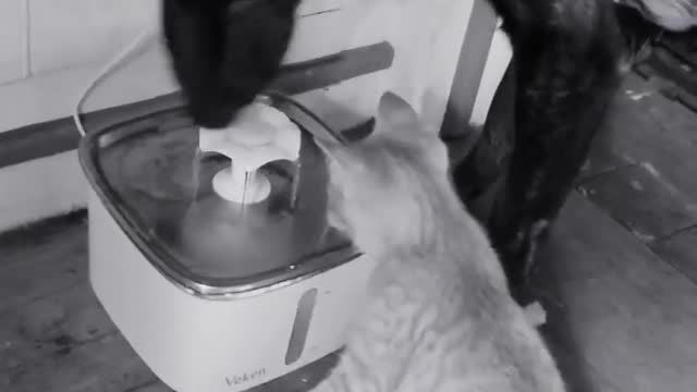 GermanShepherdmixpupsharingwaterfountainwith9wkoldkitten.