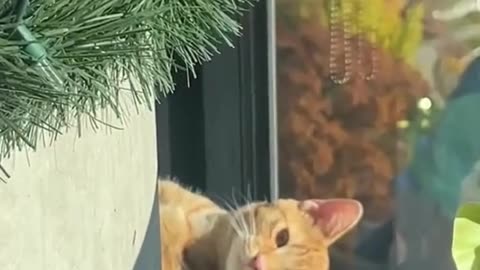 Cute And Funny Cats 😍😍😅😅 #cat #catsofinstagram #cats #catlover #pet #viral #shorts #reels #catsshare