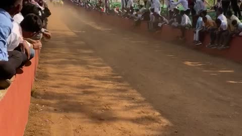 Bull race