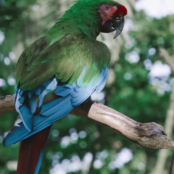 𝐍𝐚𝐭𝐮𝐫𝐚𝐥 𝐁𝐢𝐫𝐝𝐬 𝐒𝐨𝐮𝐧𝐝𝐬 ! 𝐂𝐚𝐥𝐦 𝐌𝐮𝐬𝐢𝐜 !