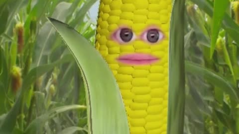 corndiff