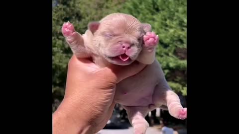 Baby Dogs Cute and Funny Dog