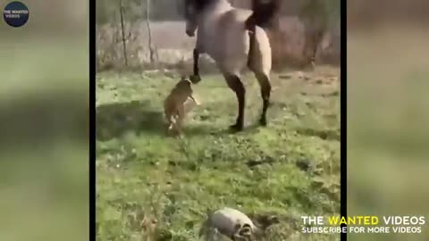 Animal video