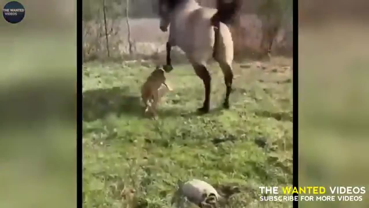 Animal video
