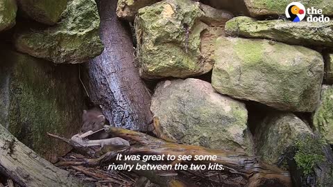 Tiny Baby Stoat Has The Best Reaction When She Meets Someone Like Her