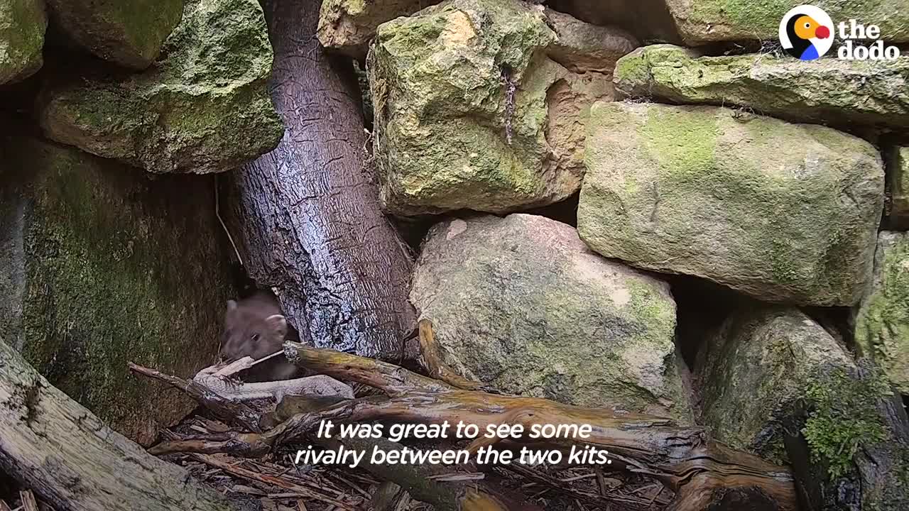 Tiny Baby Stoat Has The Best Reaction When She Meets Someone Like Her