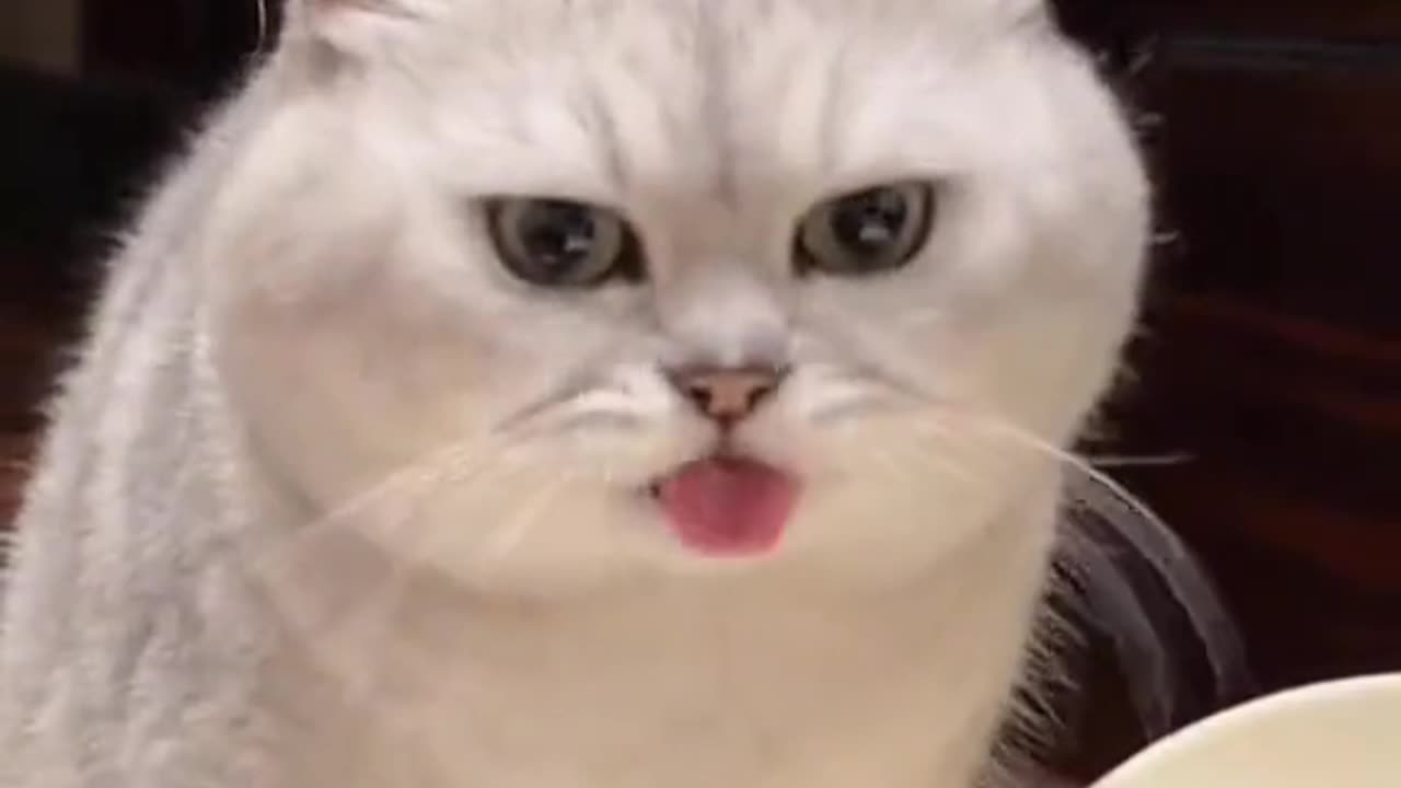 Funny Cat videos