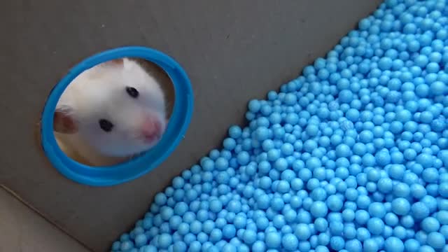 Hamster Ball pool Maze