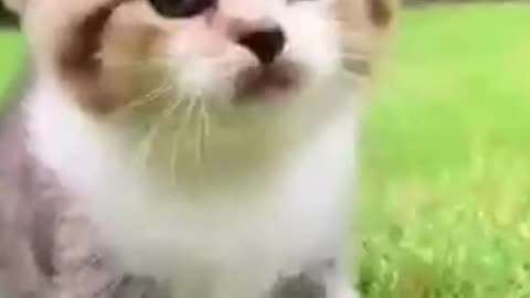 So many cute kittens videos compilation 2023