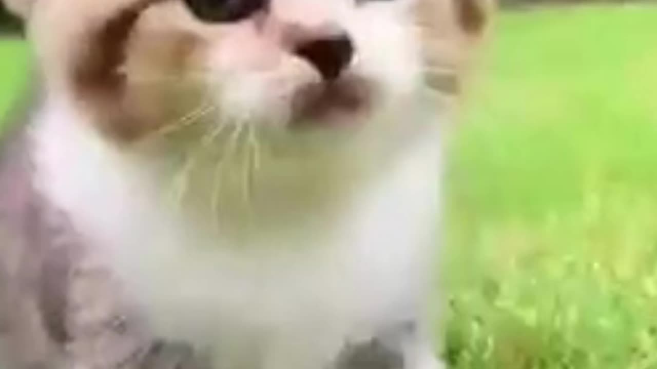 So many cute kittens videos compilation 2023