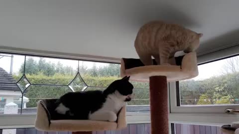 Funny Cat movement