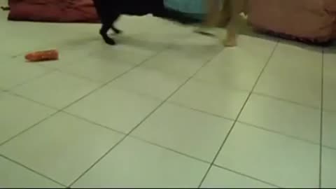 This dog and its owner dog bounce off each other and give each other energy to "dance".