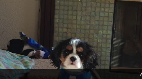 Cavalier King Charles Spaniel Welcome Home