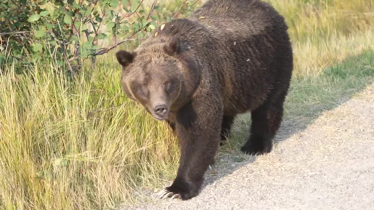 Grizzly Bear 399 looking happy and healthy in the fall of '22 after releasing her four cubs in May.