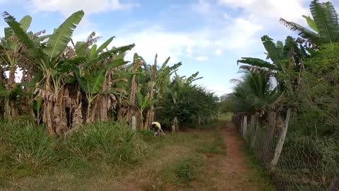 Life on a rural farm