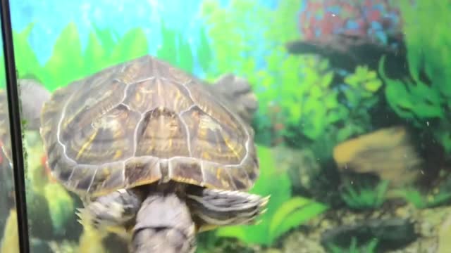 Underwater animal world # Turtles # painted shell turtles # Learning turtle behavior #