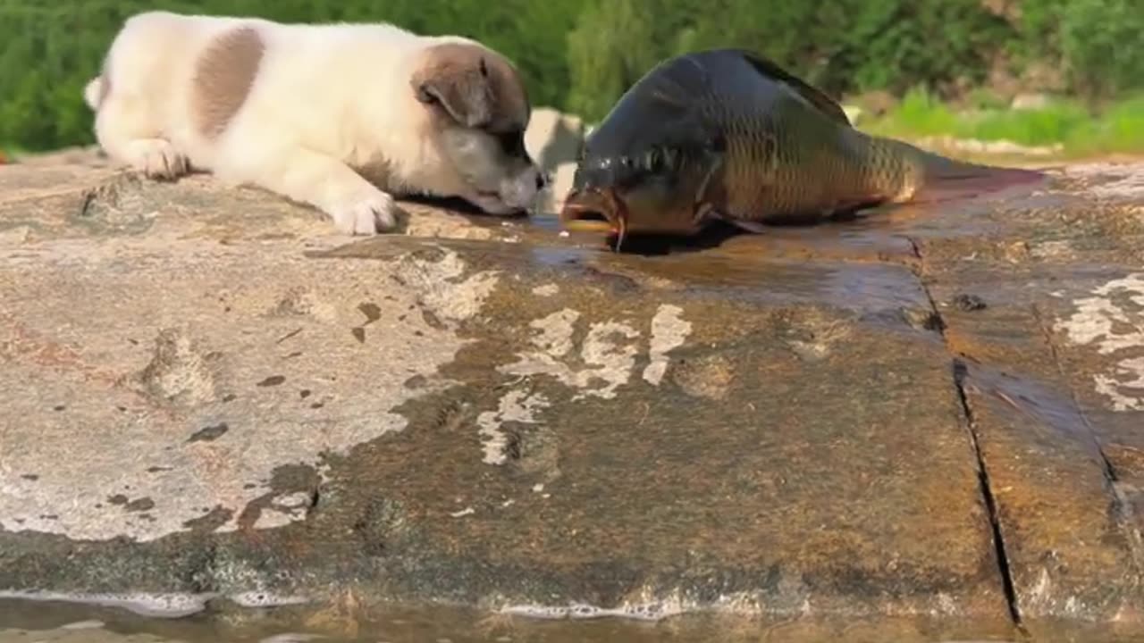 very nice cat and fish