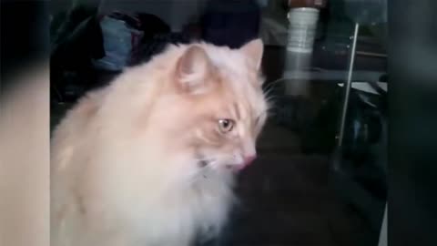 BEST FUNNY CATS MOMENTS 4#